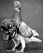 Cher Ami The Carrier Pigeon