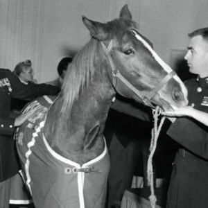 Sergeant Reckless