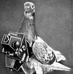 Cher Ami